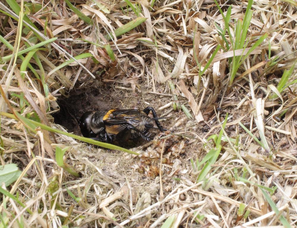 Imagen Una investigación de la Universidad de Oviedo analiza el efecto de la altitud en la capacidad reproductora del grillo campestre