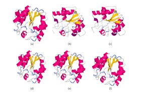 Reconstrucción de una proteína miniatura