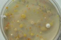 Imagen Investigadores de la Universidad hallan bacterias con potencial...