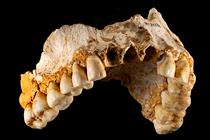 Imagen Un estudio en el que participa la Universidad revela que neandertales y...