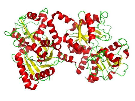 Lactoferrin-1