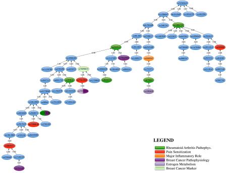 Árbol de correlación de SNPs en la predicción de artralgias y atribuciones genéticas (cáncer de mama).