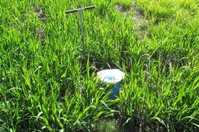 Imagen Investigadores concluyen que el miscanto sería el mejor cultivo herbáceo...